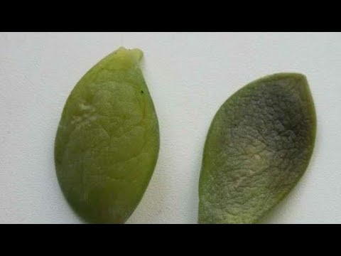 Видео: Толстянка-ақша гүлінің жапырақтарың мыжрайған,іші су толып,сарғайып түскеннің себебі мұнда☝️