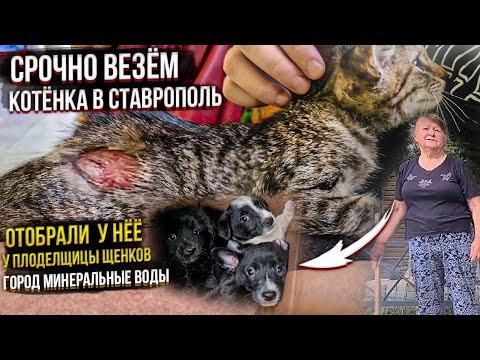 Видео: Брошенный котёнок залез под капот😱 выживет ли?🥺 Разборки с плодильщицей🤬.Ставим Чип Рике.