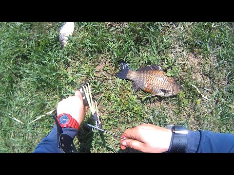 Видео: рыбалка с рогаткой, охота с рогаткой,рыбалка на карася с рогаткой