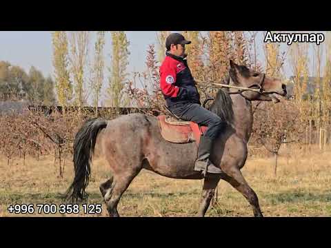 Видео: 19 ноября 2025 г.