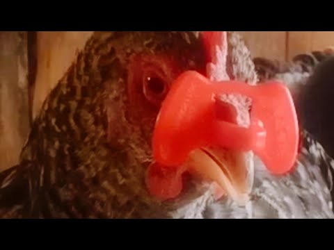 Видео: Очки для кур/Продолжаем борьбу с расклевом яиц/
