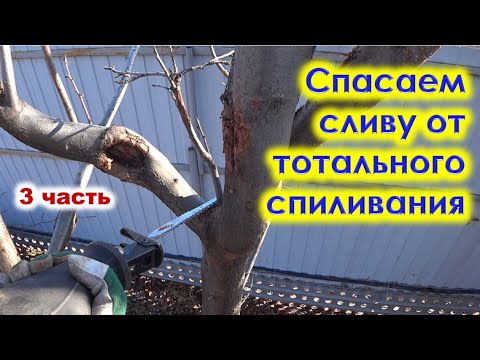 Видео: Обработка больной сливы с дуплом