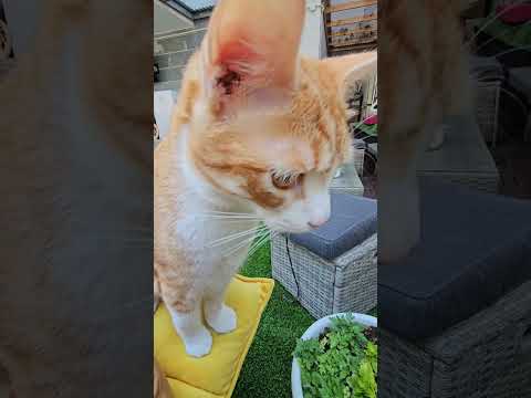 Видео: У нас появились новые питомцы!