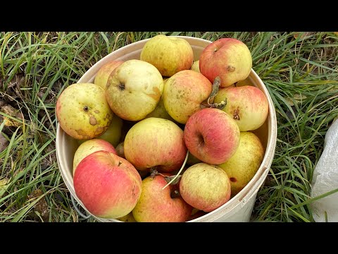 Видео: Домашние будни и осенний урожай яблок и малины!😊👍