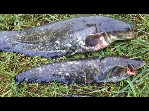 Видео: Рыбалка на донки,Сом на перемет,ловля на донки,Сом на червя осенью,ловля на перемет,рыбалка на червя