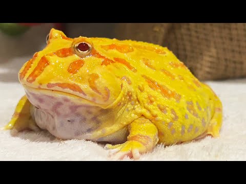 Видео: Домашние лягушки рогатки - Арбузя, Огги, Лимон, Кокося, Тыквич и Мандарин | Hyla Orientalis