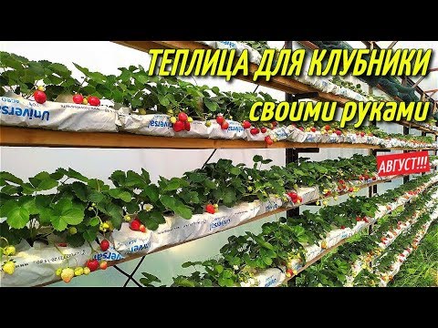 Видео: ТЕПЛИЦА ДЛЯ КЛУБНИКИ/Плодоношение клубники/Август.