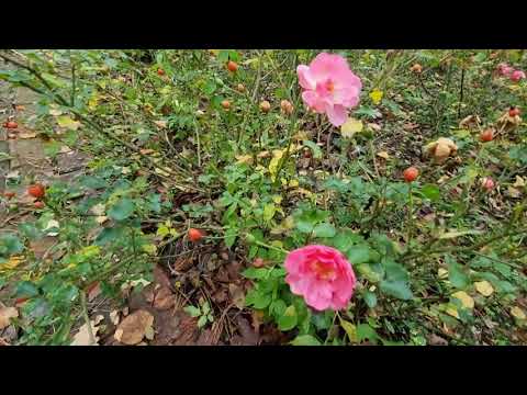 Видео: Посылка про которую забыла/ с днём рождения 🥳🥳🥳