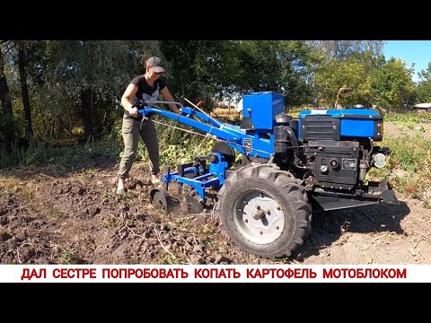 Видео: Дал сестре попробовать копать картофель мотоблоком/ Digging potatoes with a walk-behind tractor