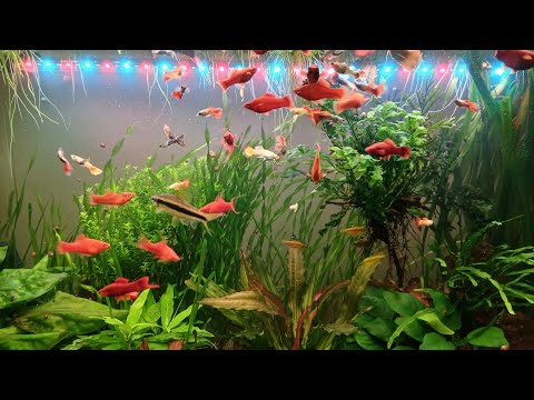 Видео: Легкий ужин в аквариуме 140 литров