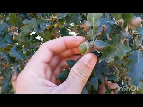 Видео: Проверка посадок саженцев Дуба🌳(Черешчатого)пас.Балаклава