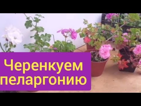 Видео: Черенкование плющелистной пеларгонии осенью.