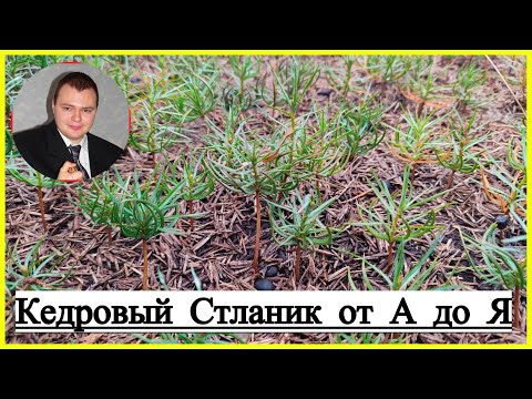 Видео: 👉 #Кедровый_Стланик от А до Я 🌲🌲🌲 Стратификация🌲 Посев семян🌲 Часть 1