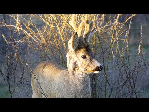 Видео: Храбрый козлик или как меня косуля забодала.