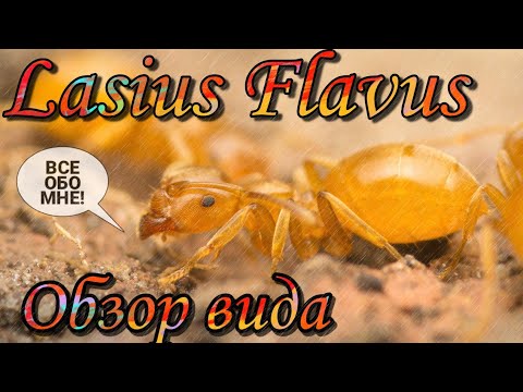 Видео: Lasius Flavus. Все о виде! // ОБЗОР вида.