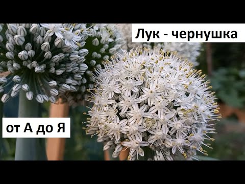 Видео: Чернушка (семена лука) от А до Я в природном земледелии.