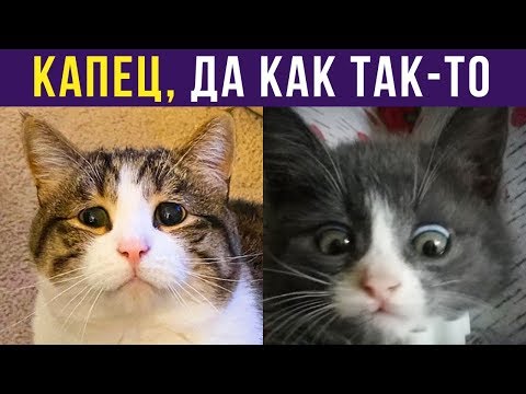 Видео: Приколы с котами. КАК ТАК-ТО | Мемозг #236
