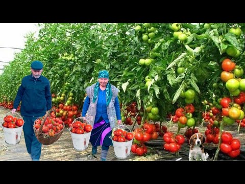 Видео: Домашняя томатная паста из помидоров с огорода | Рецепт бабушки🍅