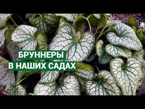 Видео: Бруннеры. Уход, посадка, сорта.