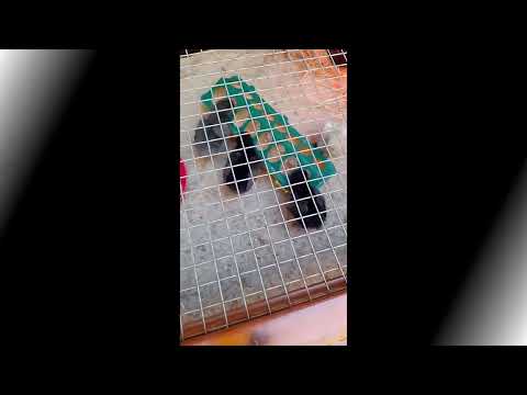 Видео: Зоопарк у місті Горліц. Gorlitz Zoo