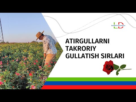 Видео: Атиргулларни такрорий гуллатиш сирлари