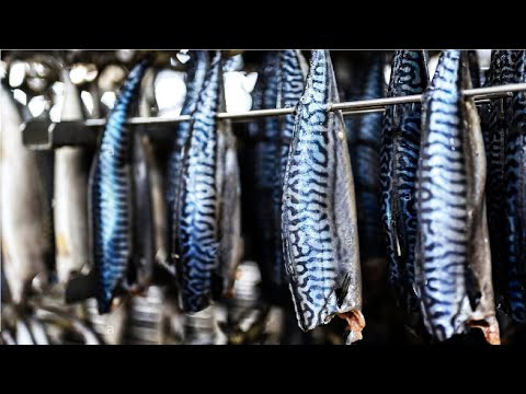 Видео: Современная рыбалка скумбрии - консервированная линия обработки рыб - обработки скумбрии на заводе