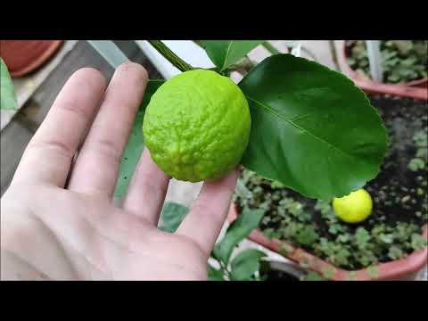 Видео: Bearss lime\Tahitian lime & C. sinensis "Fragola" Собираю плоды : Таити лайм и апельсин Фрагола