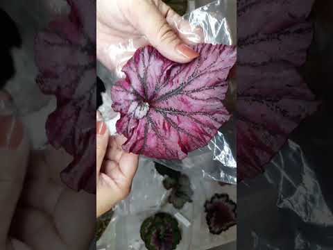 Видео: Новые бегонии в коллекцию 🔥🌸