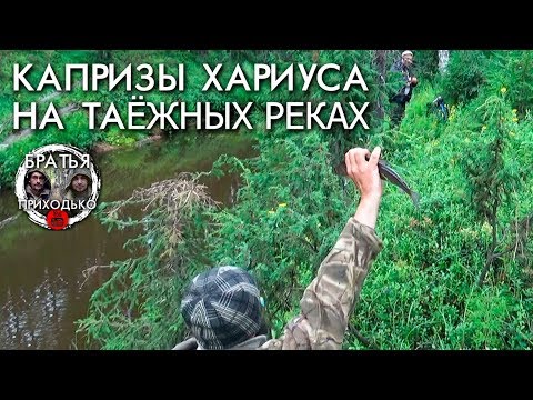 Видео: КАПРИЗЫ ХАРИУСА НА ТАЕЖНЫХ РЕКАХ