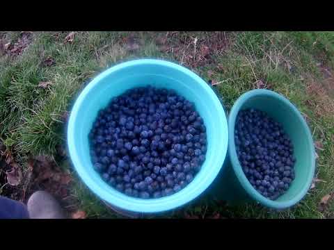 Видео: Мацерат из тёрна!!!