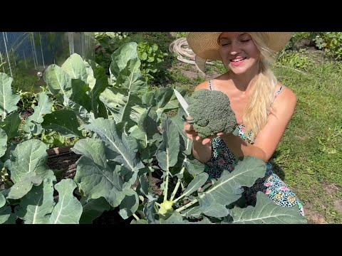 Видео: ПЕРВАЯ РАННЯЯ БРОККОЛИ В НАЧАЛЕ ИЮЛЯ/СОБИРАЮ УРОЖАЙ ОГУРЦОВ И ЯГОД/ 8 СОТОК 3 ИЮЛЯ 2022