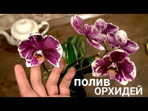 Видео: ПОЛИВ ОРХИДЕЙ в КАКОЕ ВРЕМЯ СУТОК НУЖНО поливать орхидеи