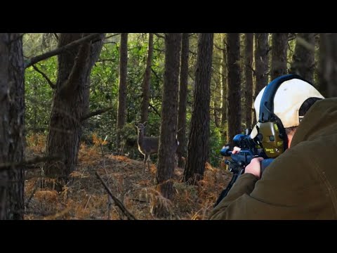 Видео: 21 Sika за 24 часа — отстрел оленей