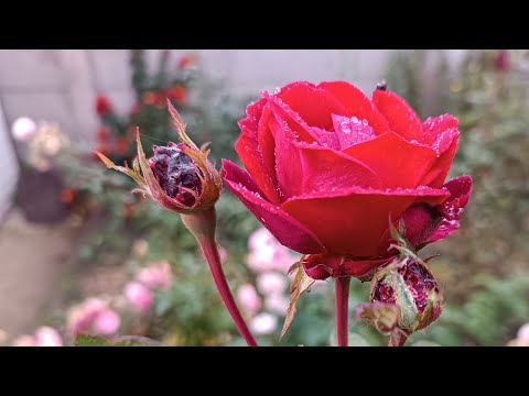 Видео: Таня Ворона в прямому ефірі.