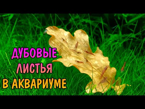 Видео: ДУБОВЫЕ ЛИСТЬЯ В АКВАРИУМЕ