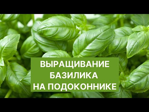 Видео: 🌾 Базилик На Подоконнике КРУГЛЫЙ ГОД: выращивание из семян и черенков