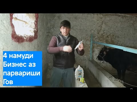 Видео: Тавсияи Чорвобизнес барои 4 бизнеси фойдадор. Шарифхони Мирали
