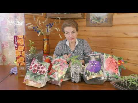 Видео: Снимите с саженцев резиновые сапоги! Как сохранить  луковичные  дома до высадки в грунт.