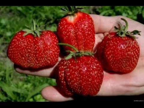 Видео: Китайский способ посадки клубники. Натуральный обмен