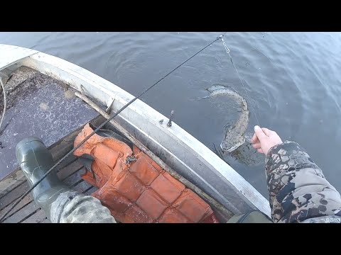 Видео: Перемёт. Ноябрь. Налимы.
