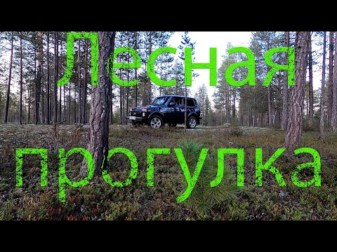 Видео: Прогулка в лес на Ниве