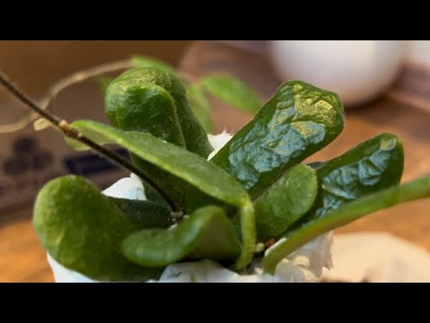 Видео: ПОСЫЛКА с НОВЫМИ ХОЙЯМИ 💚Hoya rotundiflora / Hoya phuwuaensis / Hoya cv. Rebecca