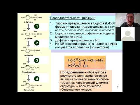 Видео: Дубынин МФК весна 2021 Химия мозга 5 норадреналин