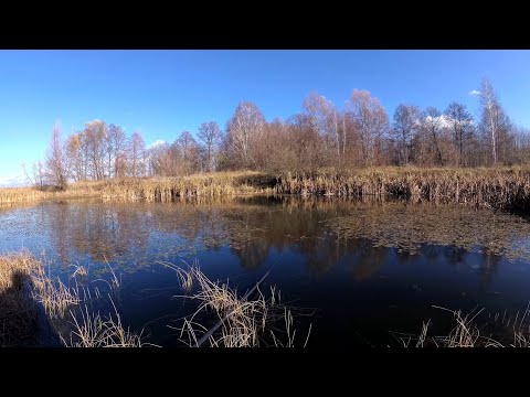 Видео: В цій калюжі купа карасиків, зариблюємо ставочок і намагаємось спіймати коропа в холодну пору.