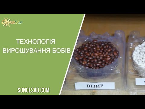 Видео: 🌿  Технологія вирощування бобів 🌿