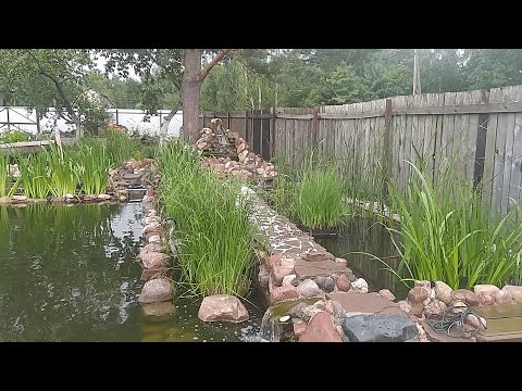 Видео: У нас появился осетр в пруду!