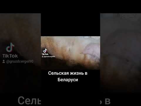 Видео: Сельская жизнь в Беларуси