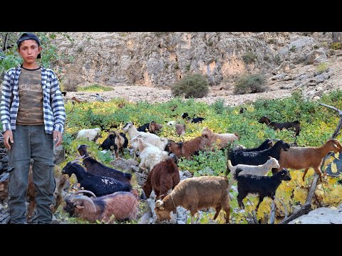 Видео: 🏔️ Кочевая жизнь Ирана: от гор до зеленых равнин 🌾 | Выпас овец 🐑