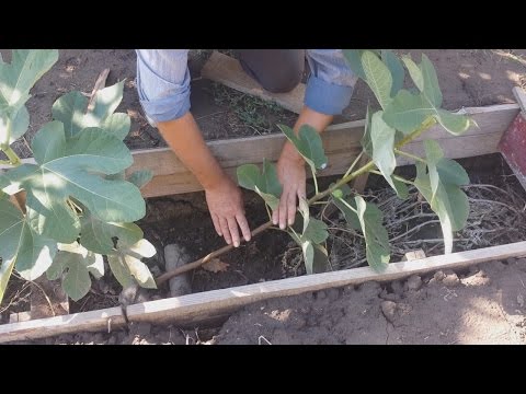 Видео: Инжир Сентябрь Создаём формировку