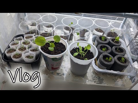 Видео: # 322. Вся рассада цветов 2024🌾 Что и как у меня растёт. Загородная жизнь с нуля 2024